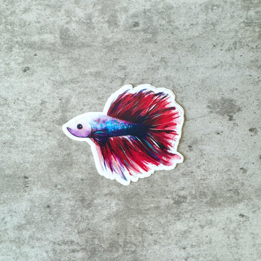 Betta Fish